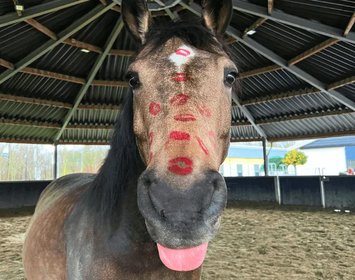 Reference horse facing the camera with red kiss marks on its face.
