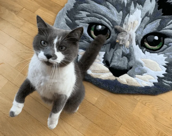 Un gato gris de pie cerca de la alfombra realista con un juguete sobre su superficie